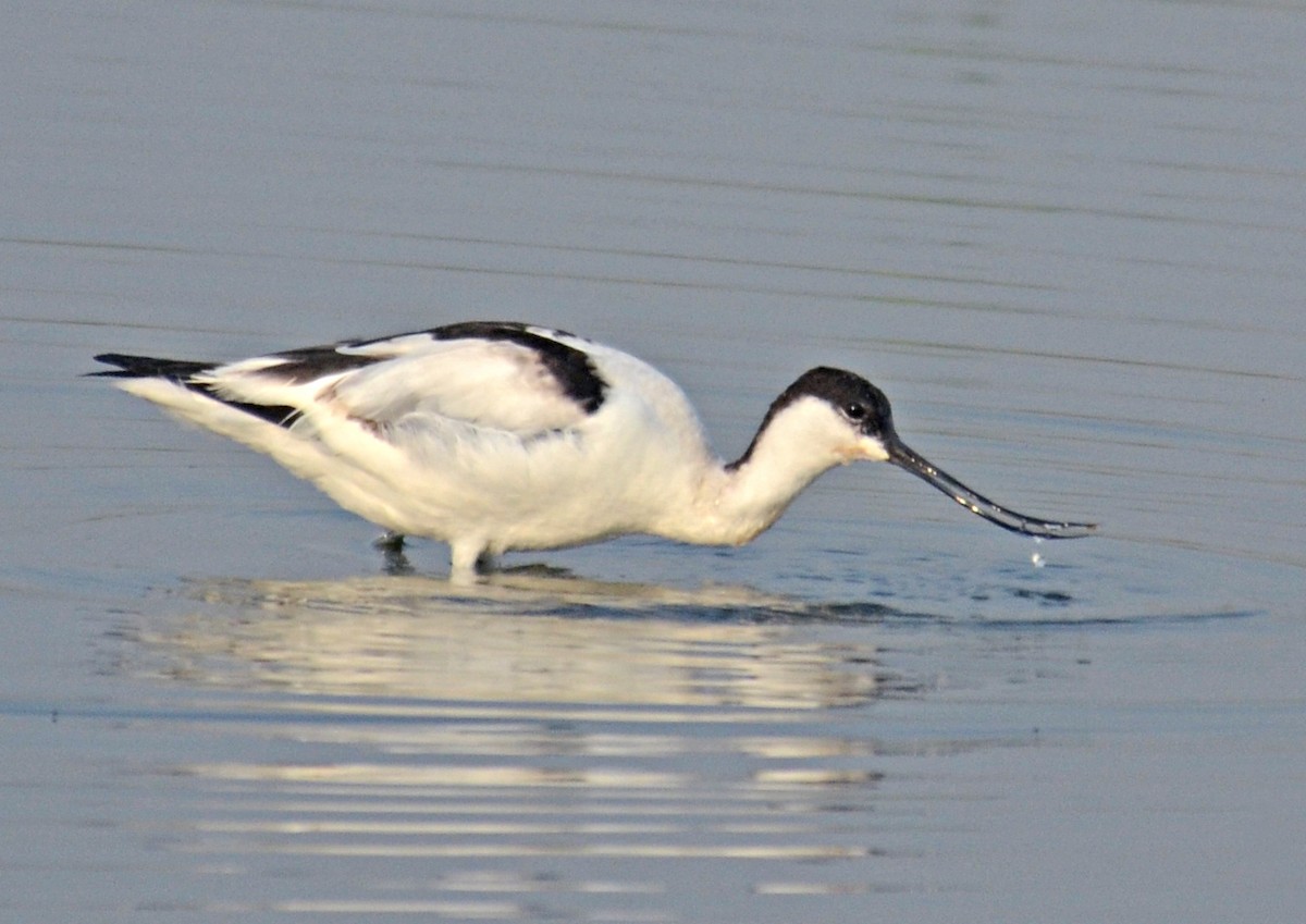 Pied Avocet - ML248436981