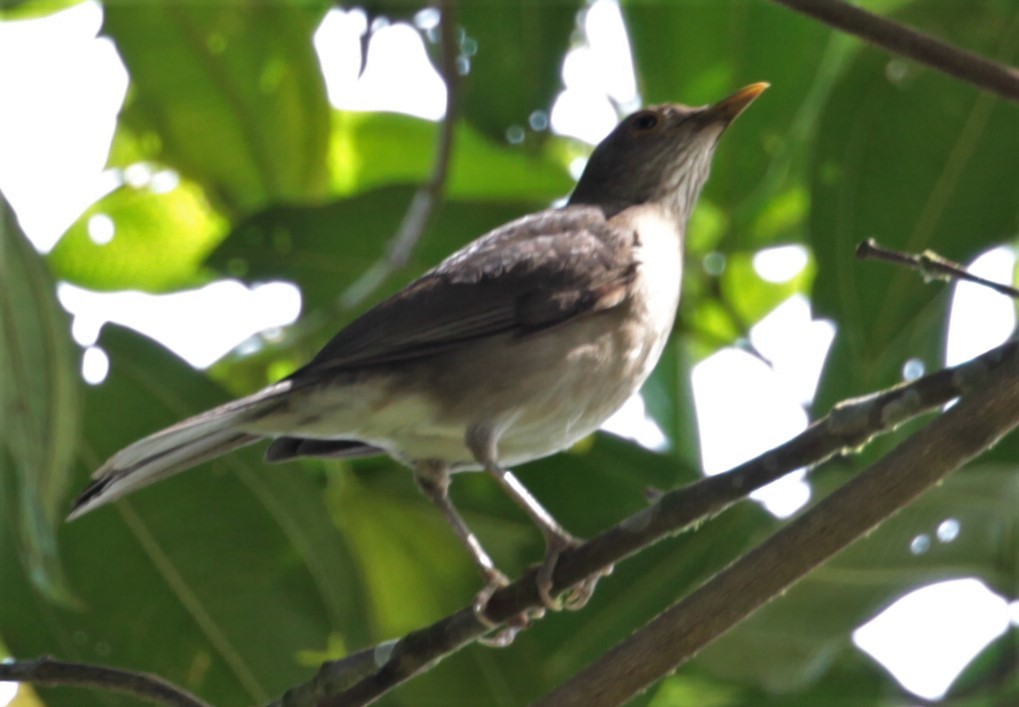 Ecuadorian Thrush - ML248437121