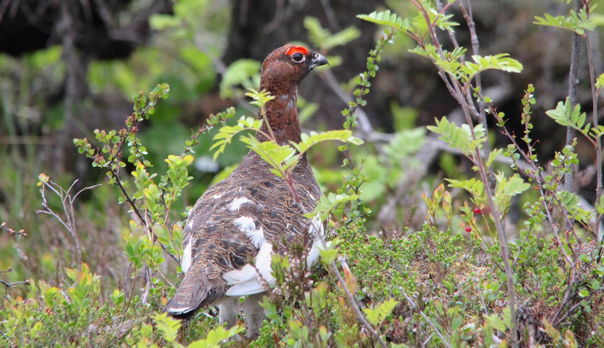 Willow Ptarmigan - ML248437381