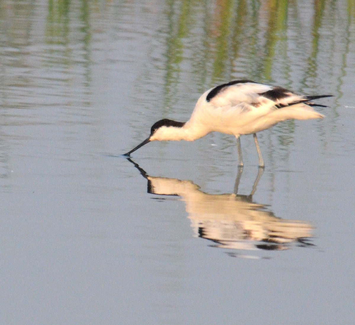 Pied Avocet - ML248437501