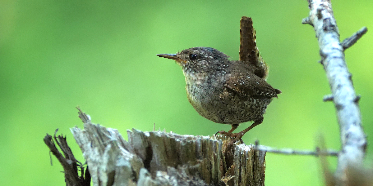 Winter Wren - Chris Chappell