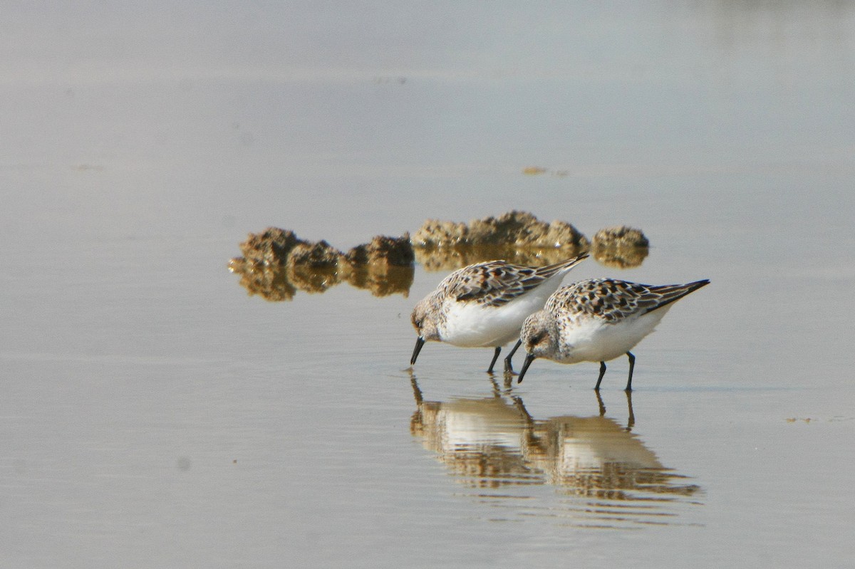 Sanderling - Alfonso Rodrigo