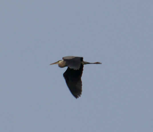 Great Blue Heron - ML248441811