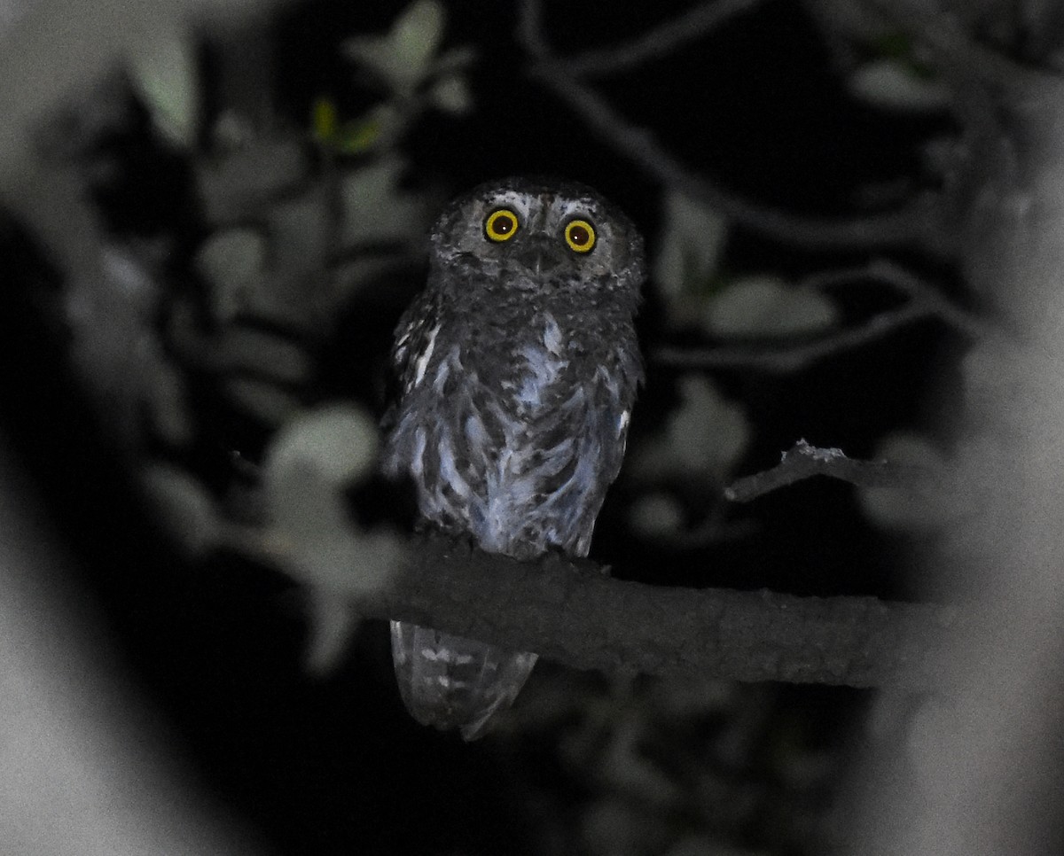 Elf Owl - ML248442211