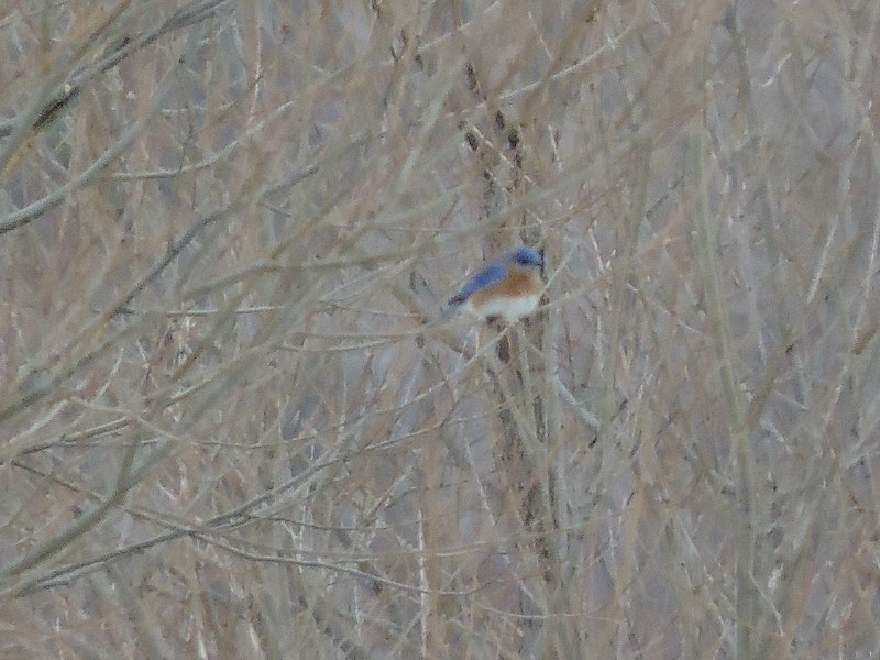 Eastern Bluebird (Eastern) - ML24844251