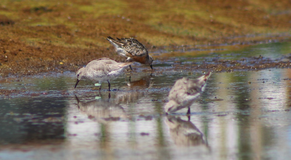 Red Knot - ML24844361