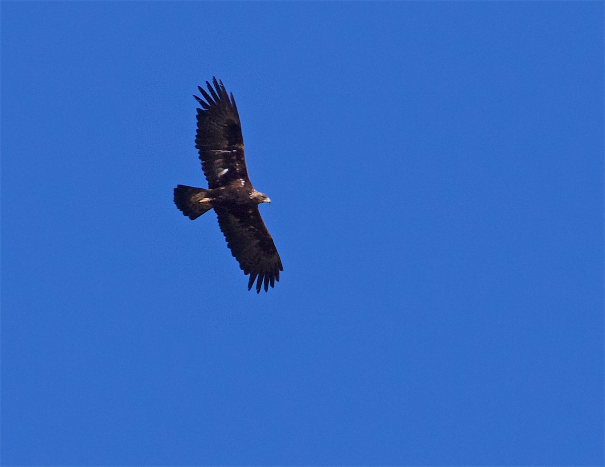 Golden Eagle - Ed Harper