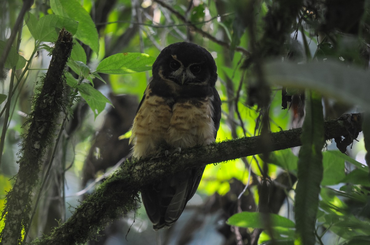 Tawny-browed Owl - Augusto Faustino