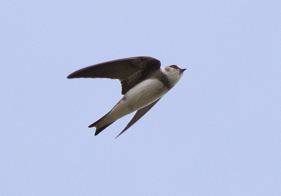 ショウドウツバメ - ML248445281