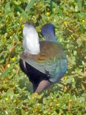 Purple Gallinule - ML248446411