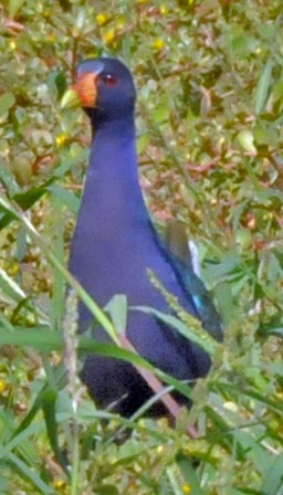 Purple Gallinule - ML248446421