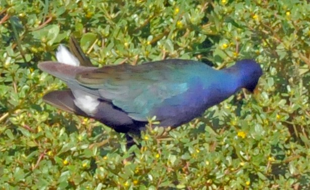 Purple Gallinule - ML248446431