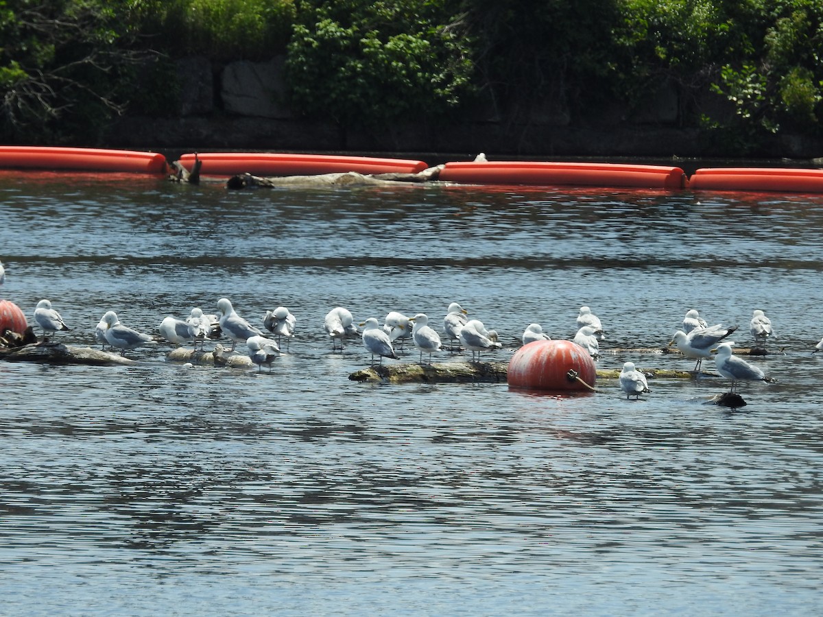 Herring Gull - ML248446781