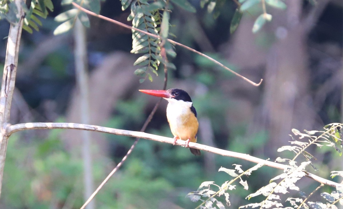 Black-capped Kingfisher - Are Nakrem