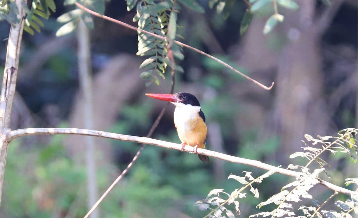 Black-capped Kingfisher - ML248446941