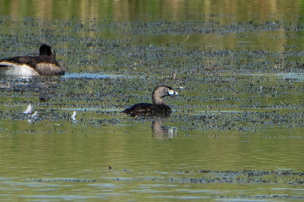 Pied-billed Grebe - ML248447681