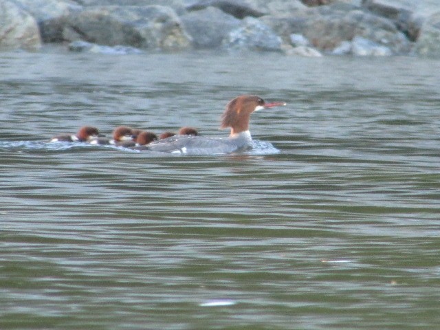 Common Merganser - ML248448191