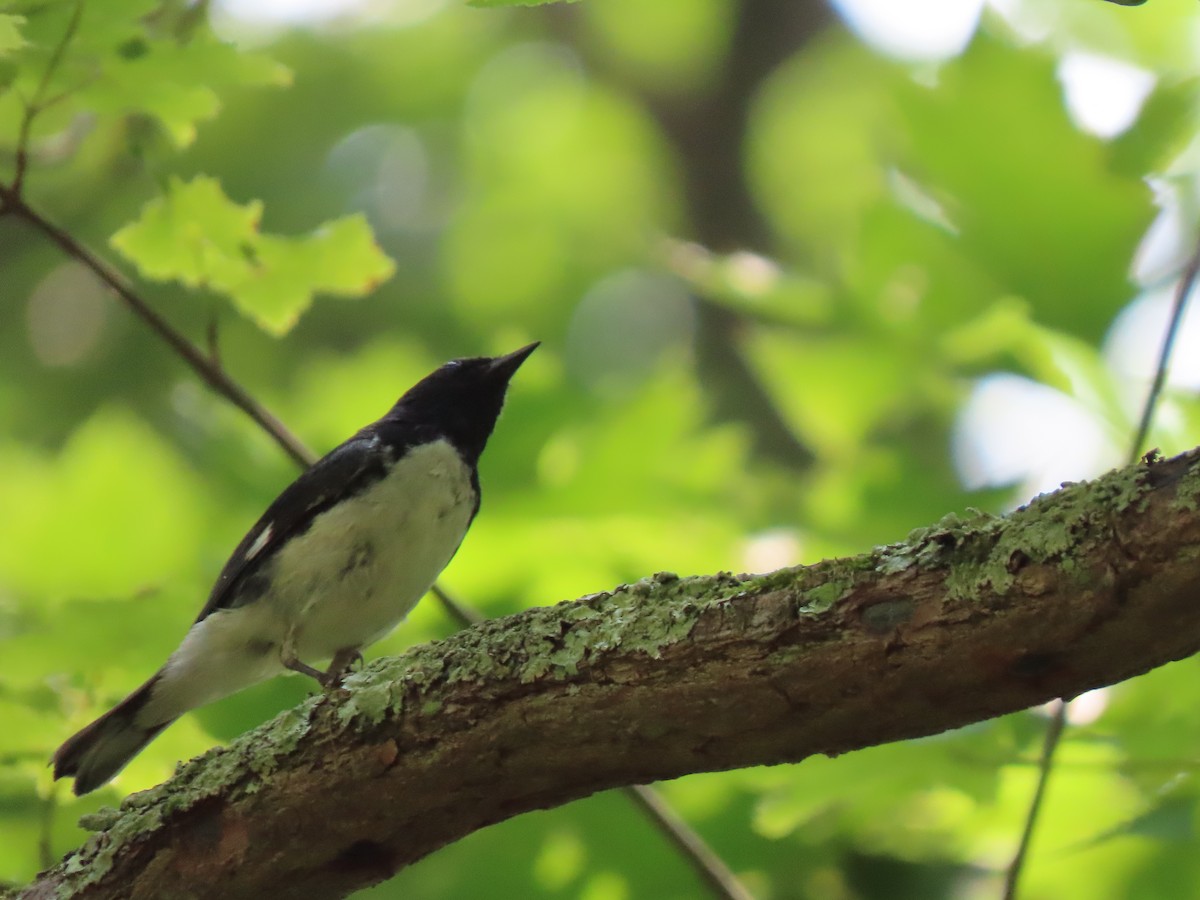 Black-throated Blue Warbler - ML248449471