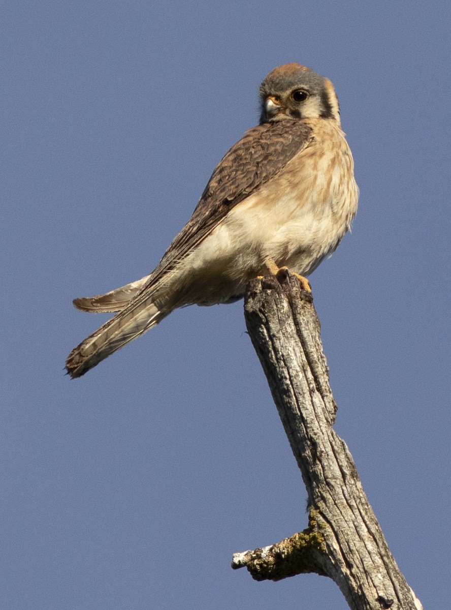 spurvefalk - ML248449801