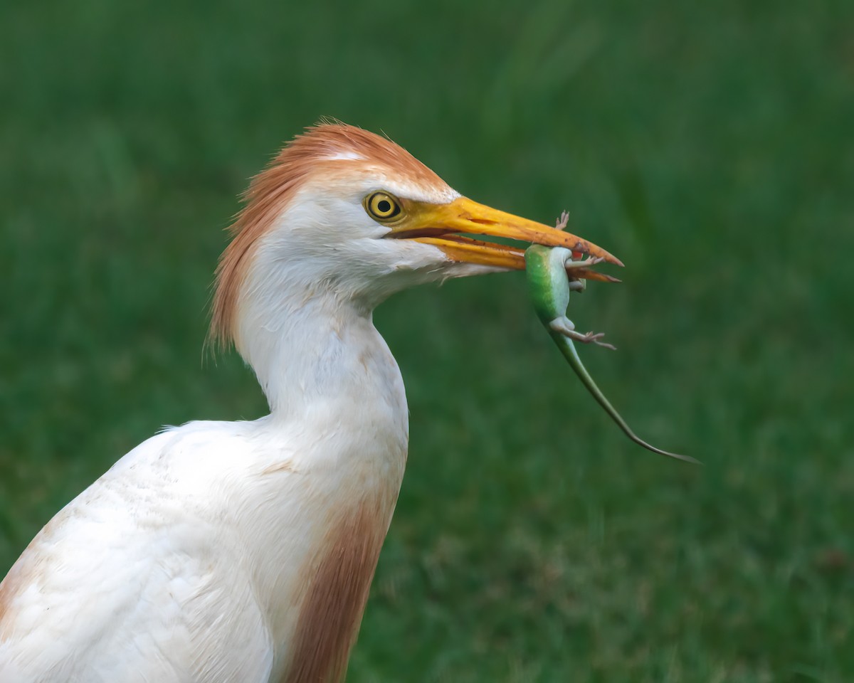 Western Cattle Egret - Jamie B Wagner