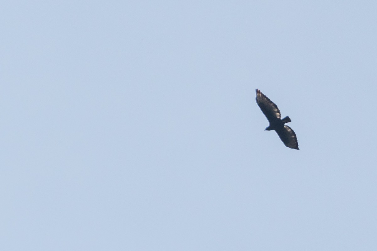 Augur Buzzard (Augur) - ML248454971