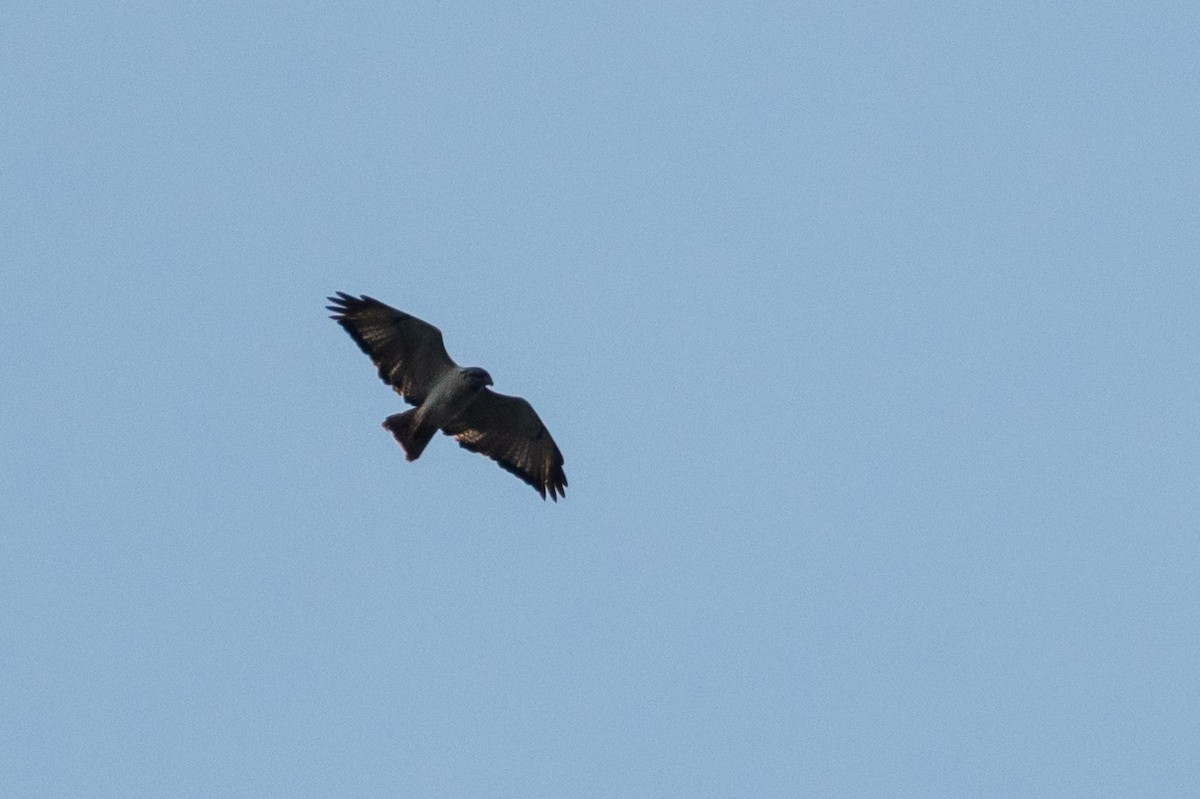 Augur Buzzard (Augur) - Raphaël Nussbaumer