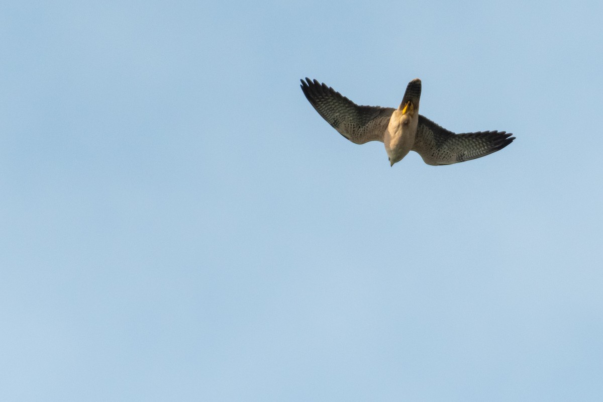 Lanner Falcon - ML248455051