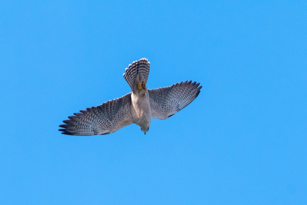 Lanner Falcon - ML248455121