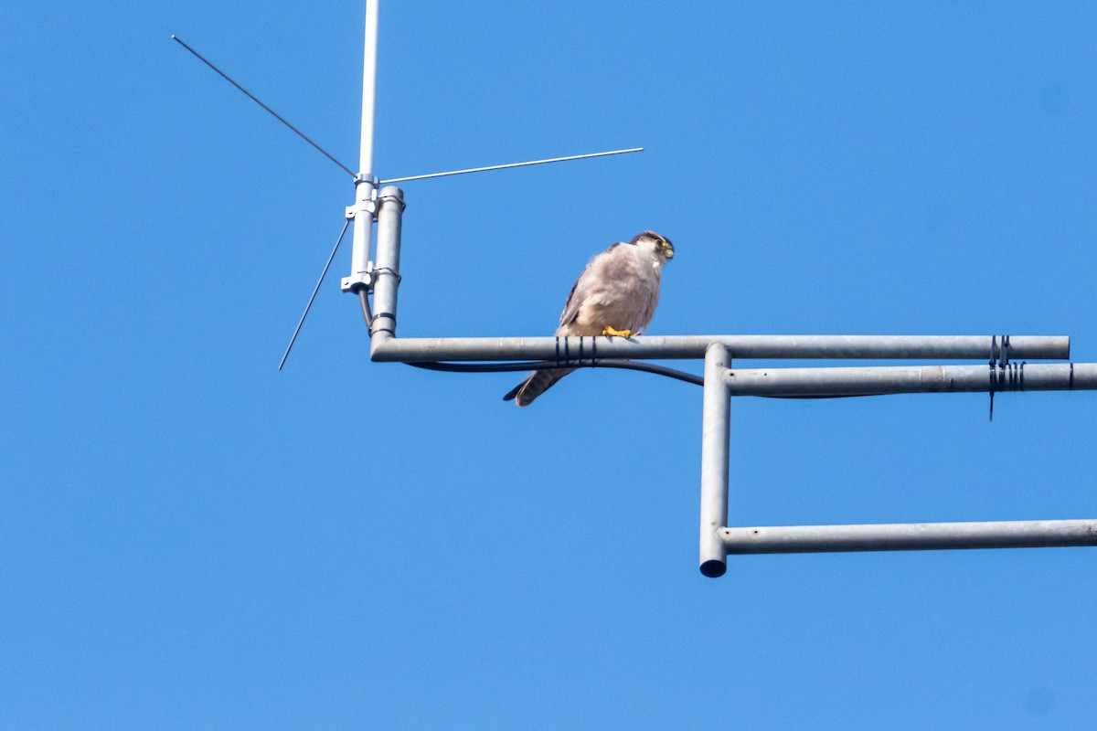 Lanner Falcon - ML248455131