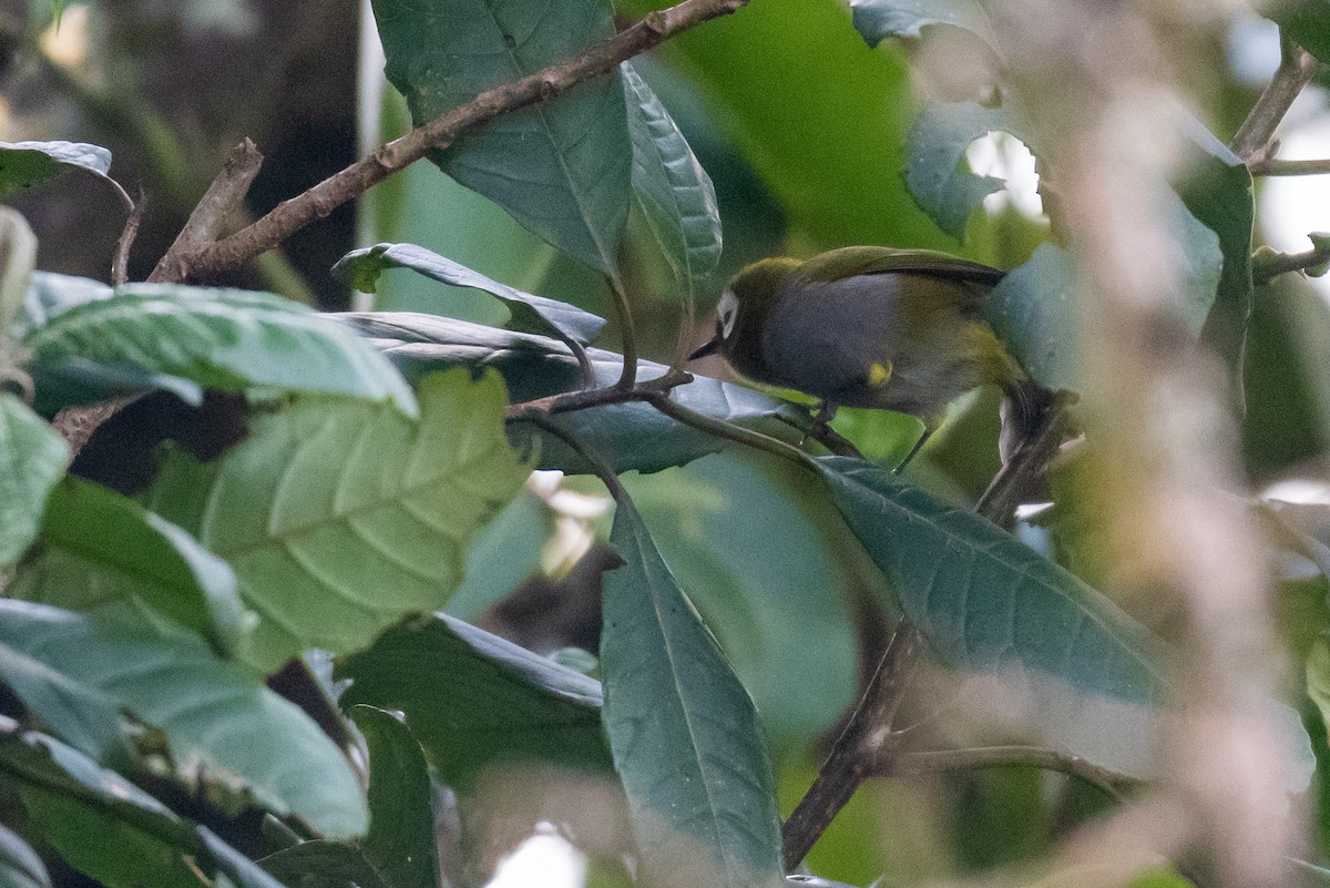 Taita White-eye - ML248455161