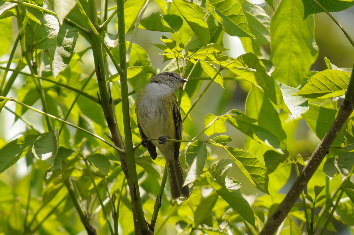 Gray-capped Tyrannulet - Augusto Faustino