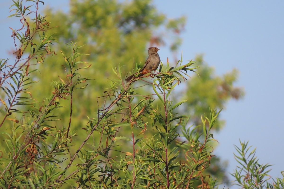 California Towhee - ML248456901