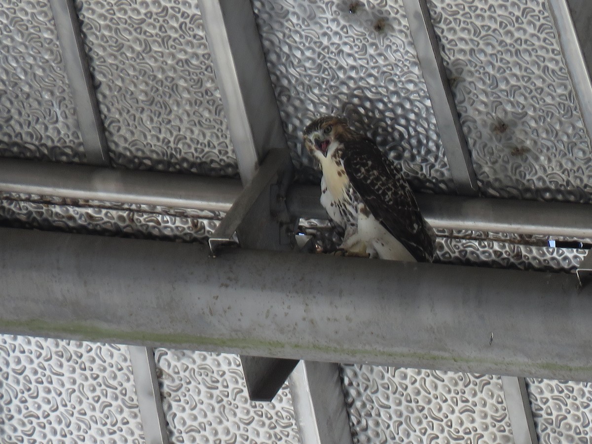 Red-tailed Hawk - ML248457331