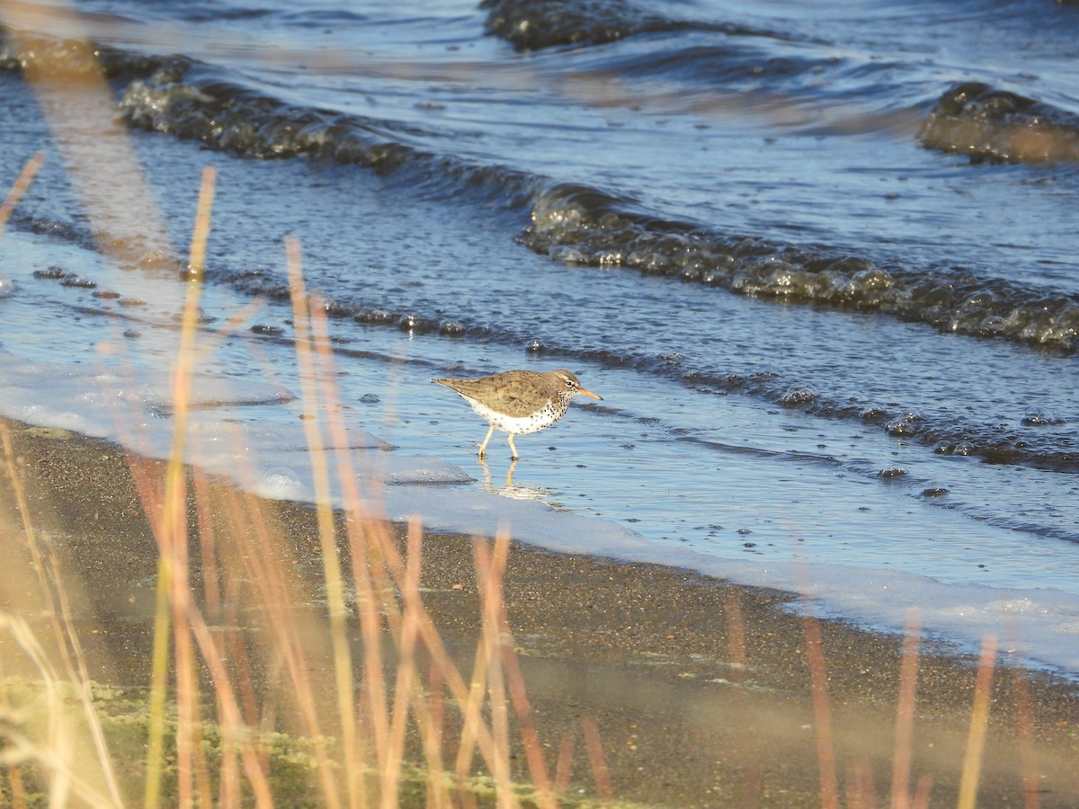 Spotted Sandpiper - ML248458861