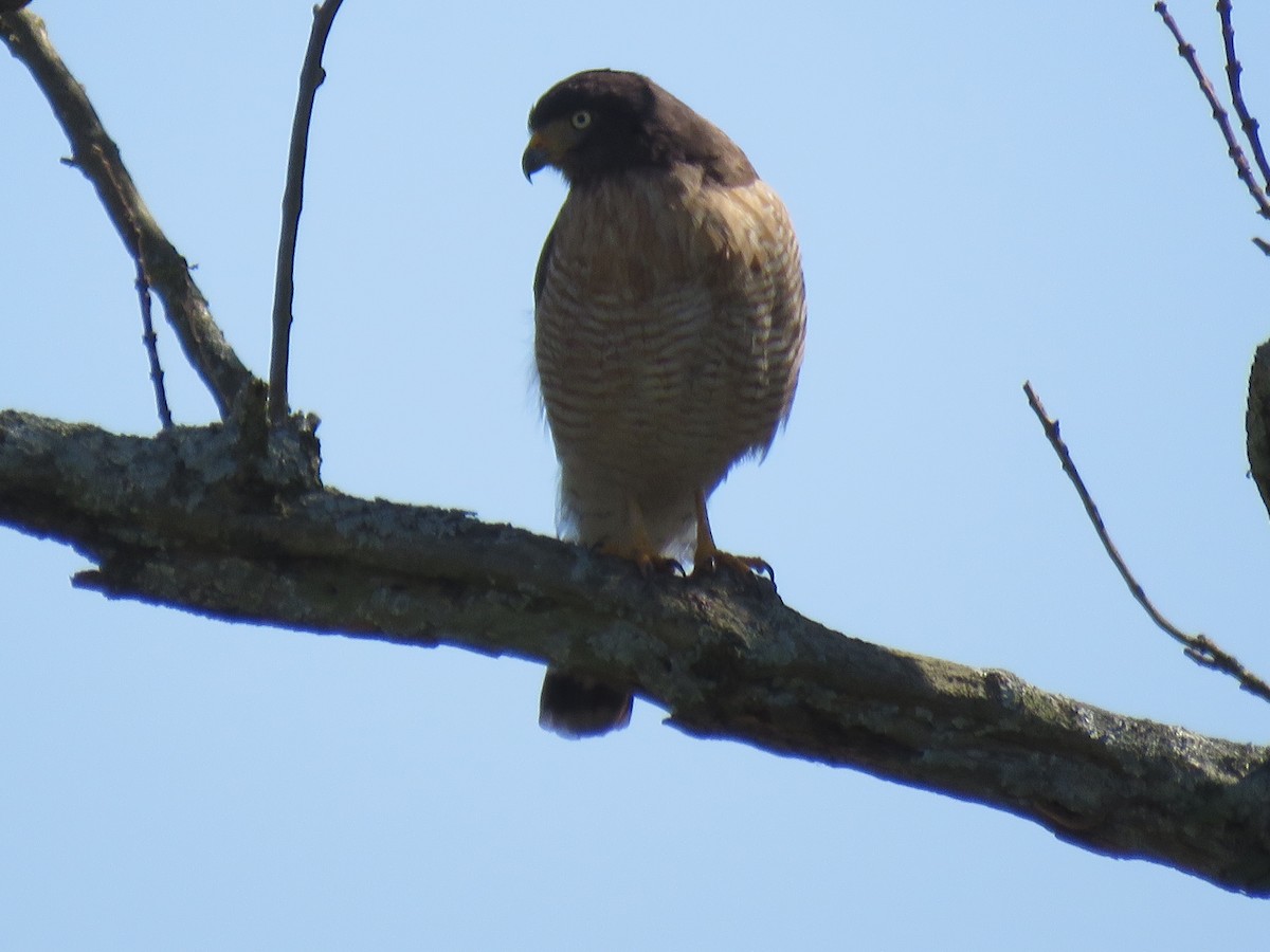 Roadside Hawk - ML248459801