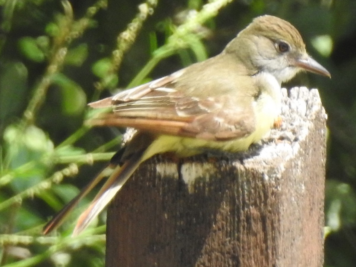 Great Crested Flycatcher - Mike Thelen