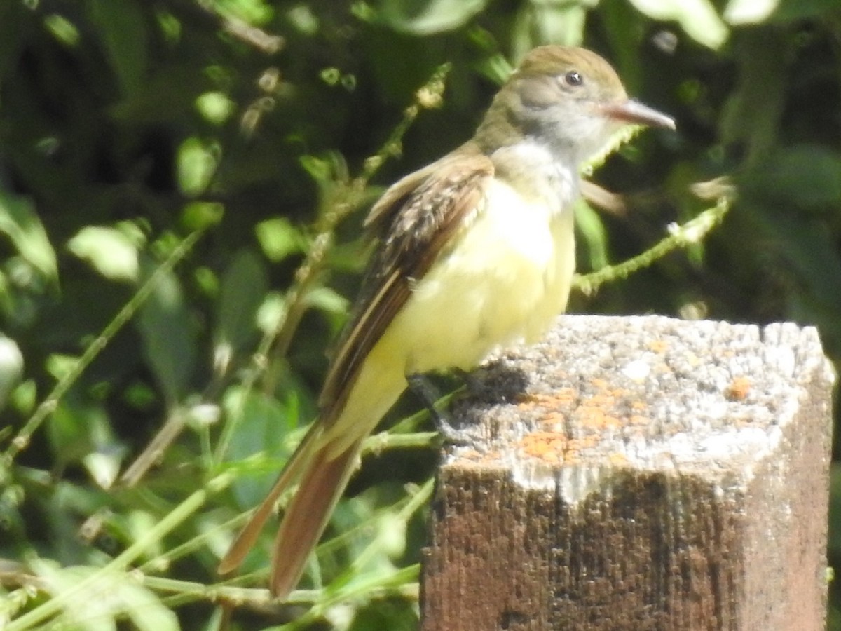 Great Crested Flycatcher - Mike Thelen