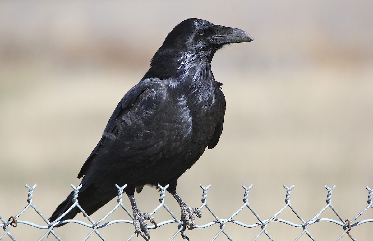 Common Raven - ML248460761