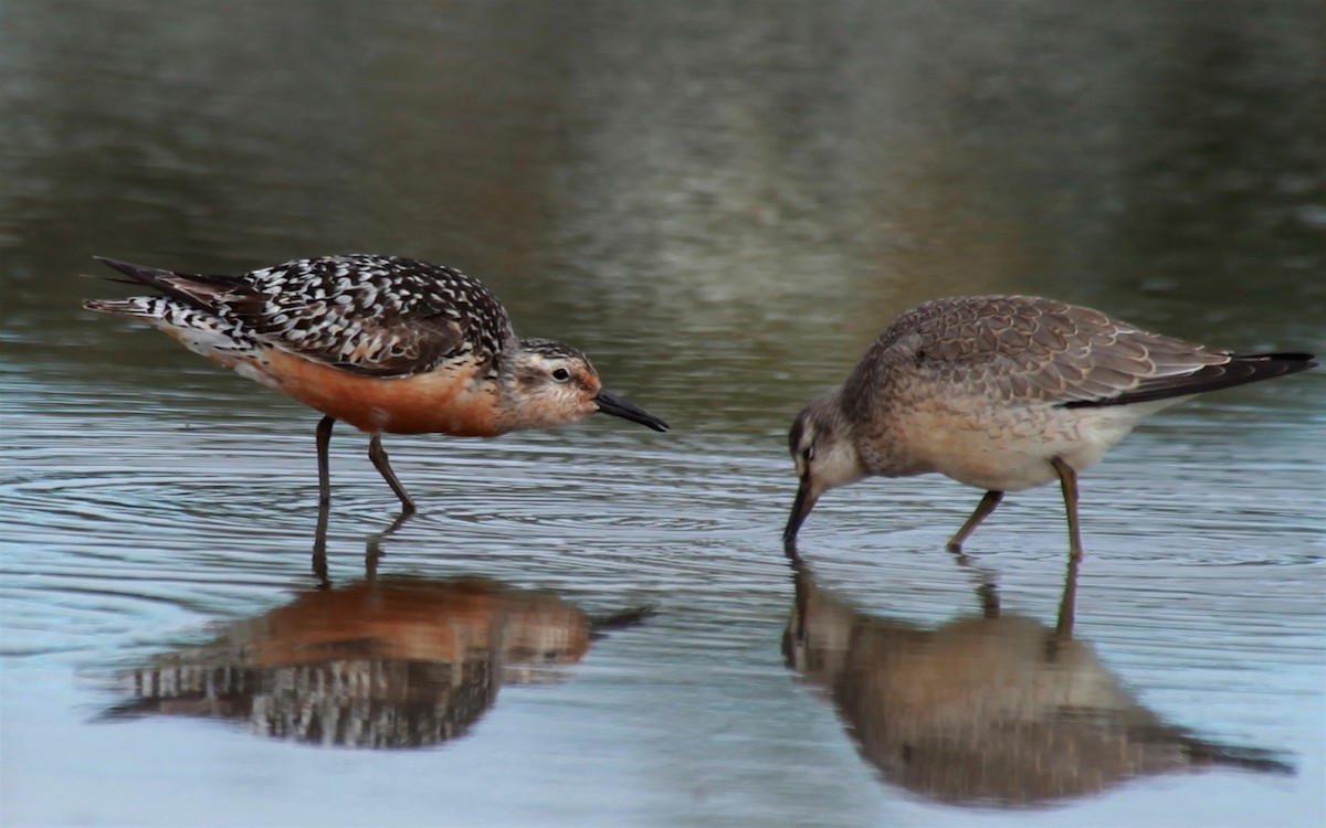 Red Knot - ML248460951