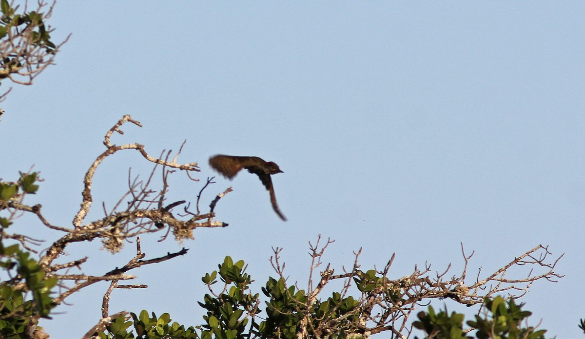 Knysna Woodpecker - Thomas Galewski