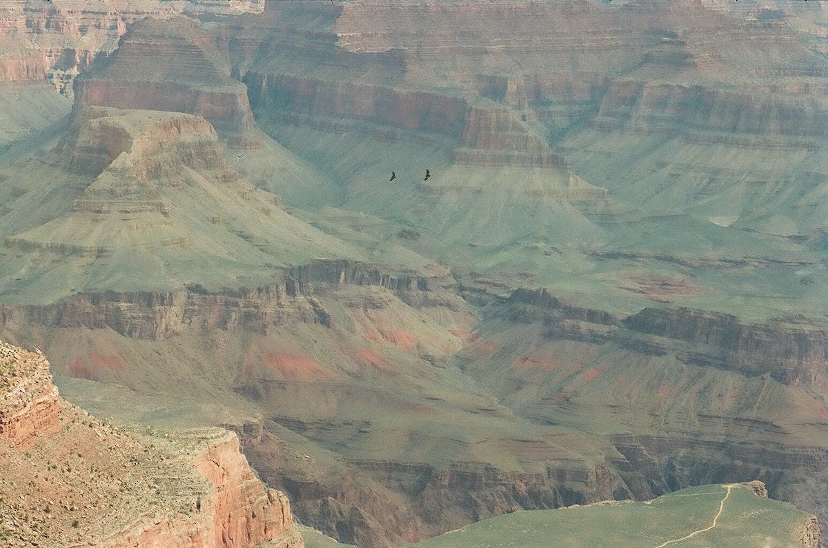 California Condor - ML248461701