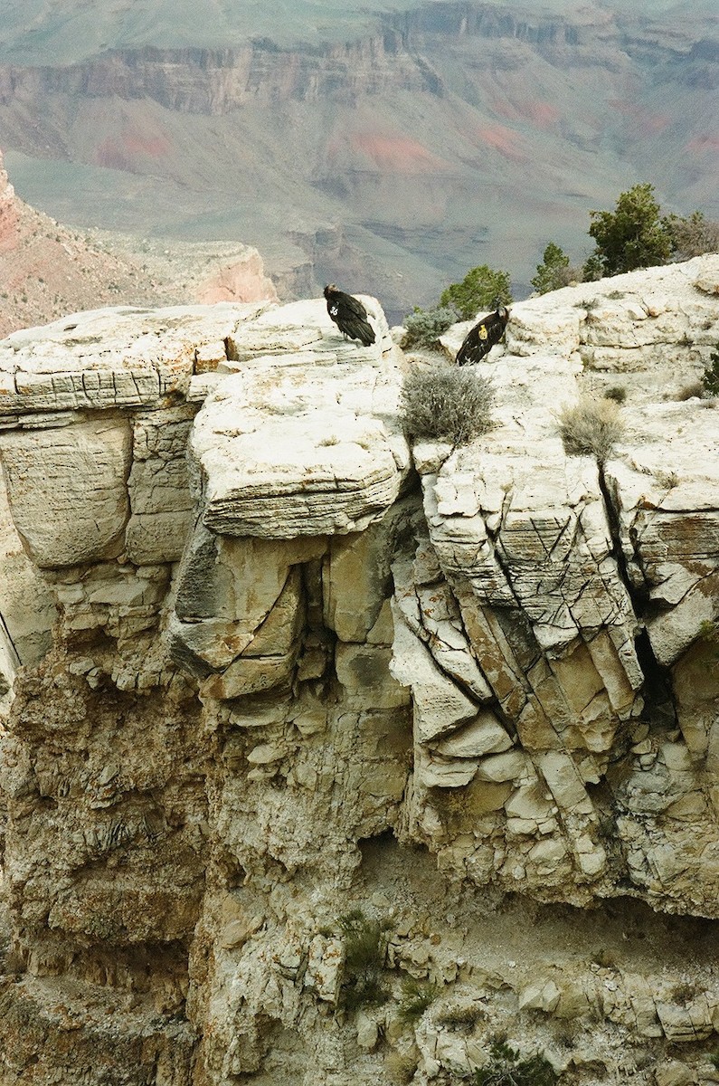 California Condor - Anna Pickering