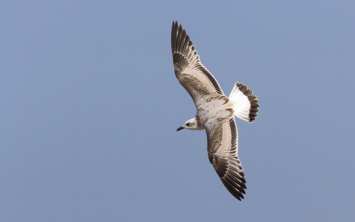 Mediterranean Gull - ML248461951