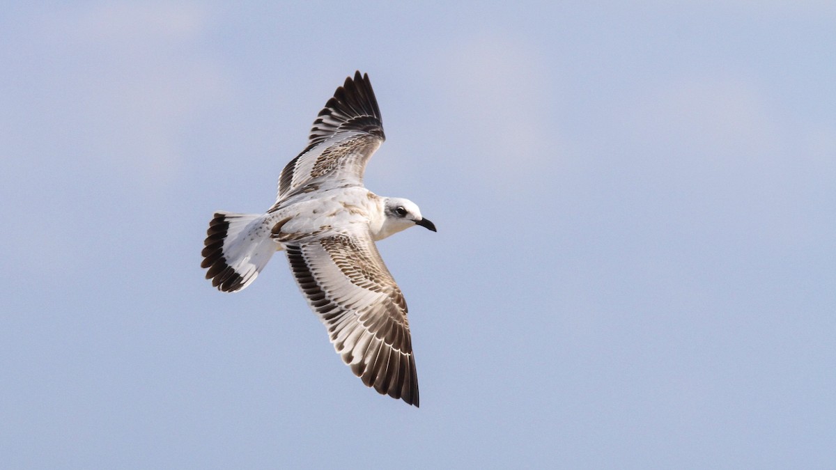 Mediterranean Gull - Sean Fitzgerald