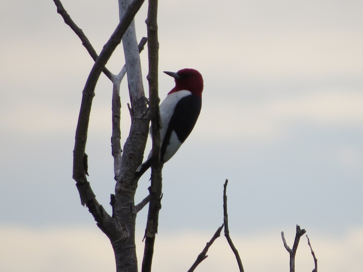 Red-headed Woodpecker - ML248462441