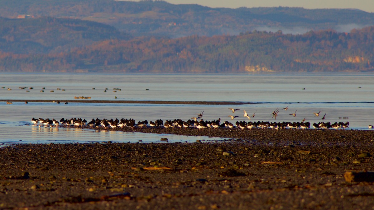 Eurasian Oystercatcher - ML248463651