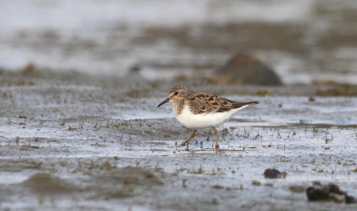 Temminck's Stint - ML248464241