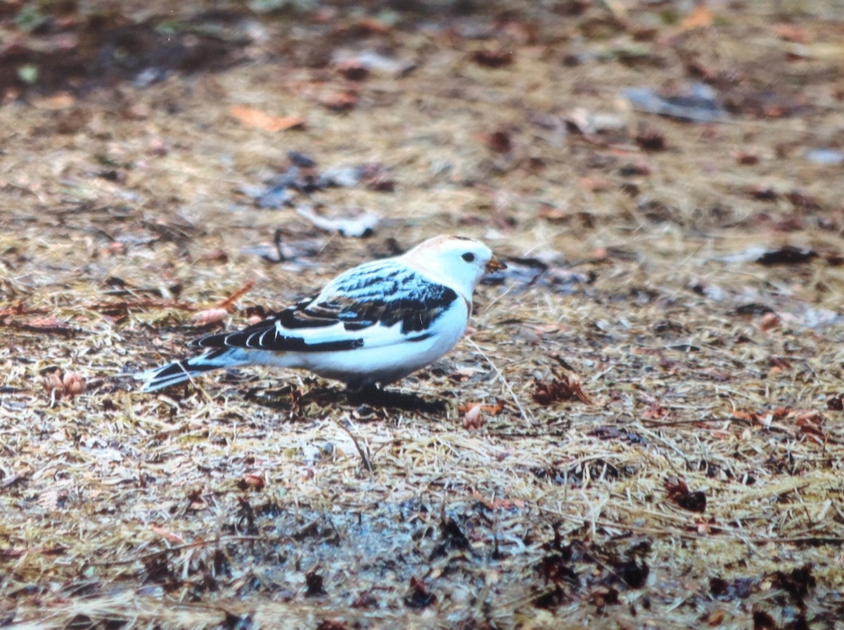 Snow Bunting - ML248466771