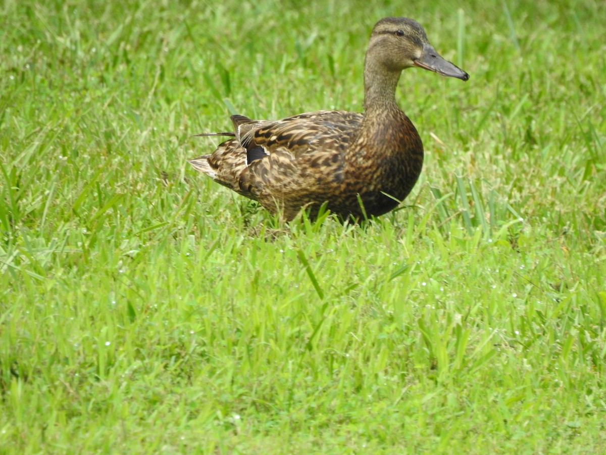 Mallard (Domestic type) - ML248467061
