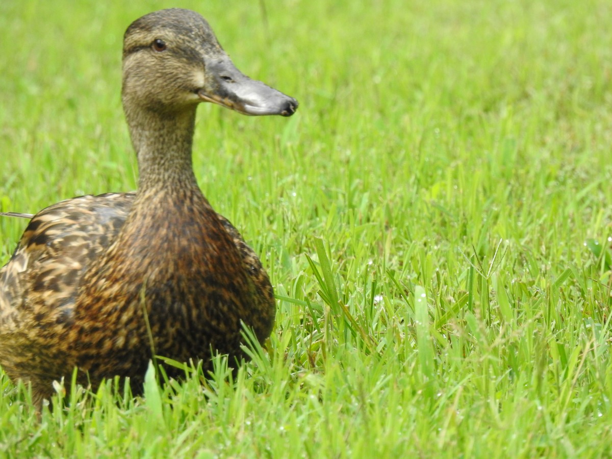 Mallard (Domestic type) - ML248467071